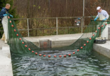 Atmosphärendruckplasma für die Gesundheit von Fischen in Aquakultur