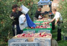 Regierung beschloss Quoten für Saisoniers und Erntehelfer