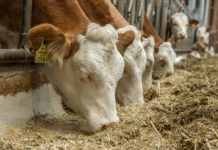 Verein Nachhaltige Tierhaltung Österreich zieht erfolgreiche Zwischenbilanz