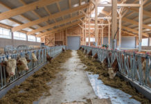 Wirtschaftlichkeit, Futtereffizienz und Tierwohl im Fokus der Milchviehhalter