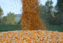 Bio Austria: Gentechnikfreiheit Österreichs sichern