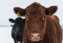 Fleischleistungsprüfung 2017: Mehr Betriebe und Kühe verzeichnet