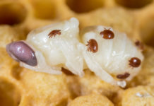 Bienen-Parasit – Forscher entdecken Medikament gegen Varroa-Milbe