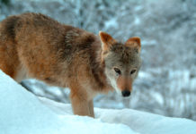 Dachverband „Jagd Österreich” begrüßt Wolf-Vorstoß der Landes-Agrarreferenten