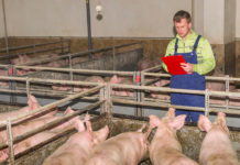 Österreichische Schweineproduktion dürfte 2018 um 3,3 % zunehmen