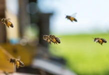 Neonicotinoide: EFSA bestätigt Risiken für Bienen – IGP hält dagegen