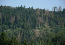 Erhöhte Borkenkäfergefahr 2018 zu erwarten: Jetzt Maßnahmen ergreifen