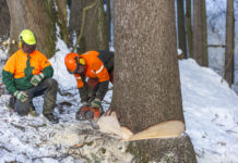 Heimische Sägebetriebe unterschiedlich mit Nadelrundholz bevorratet