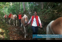 Faszination Pferdezucht