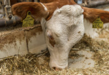 Neue Forschung soll bahnbrechende Verringerung von Treibhausgasen bei Kühen belegen