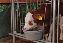 Susi war häufigster Kuhname 2017