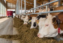 Österreichische Großrinderproduktion dürfte heuer leicht zunehmen