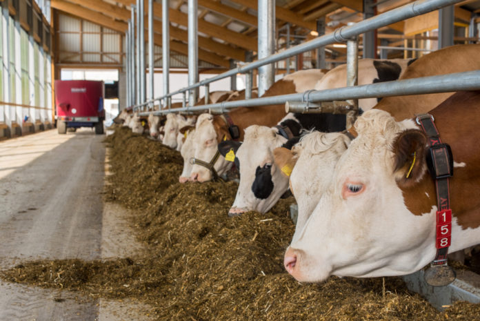 Kuehe Fuettern 215 ID72378