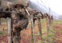 Experten informierten über Ansätze zum Schutz der Rebstöcke bei Spätfrost