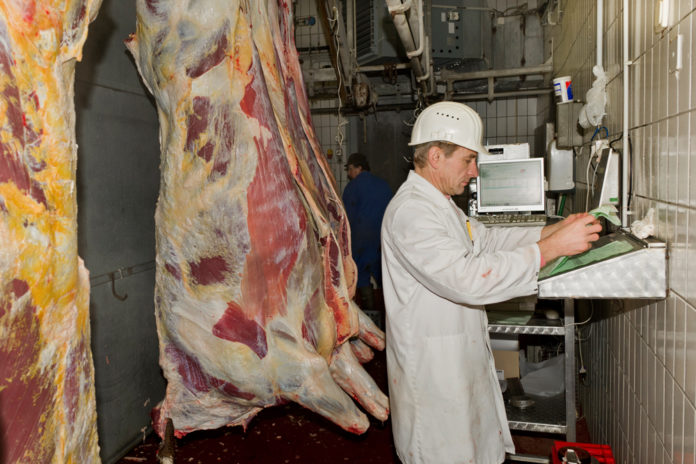 Rind Klassifizieren 1 ID52598