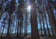 Forstrecht: Darf jeder Hund in jeden Wald?