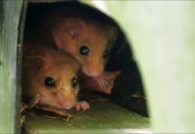 Wildlife und Wald live: Österreichs Natur hinter den Kulissen