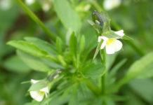 Öpul – Zuschlag für bestimmte Blühkulturen sowie Heil- und Gewürzpflanzen auf Ackerflächen