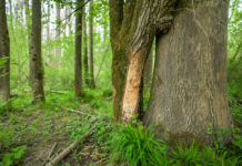 Eschensterben im Fokus