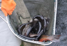 Fischproduktion – eine Nische mit Potenzial