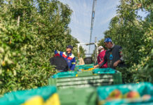Schultes fordert für Landwirtschaft zusätzliche Bewilligungen für Saisonarbeitskräfte