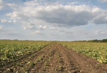EU-Gerichtshof verurteilt Ungarn wegen Bodengesetz