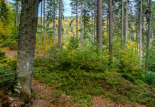 Wald und Holz: Schlüssel in der Klima- und Energiestrategie