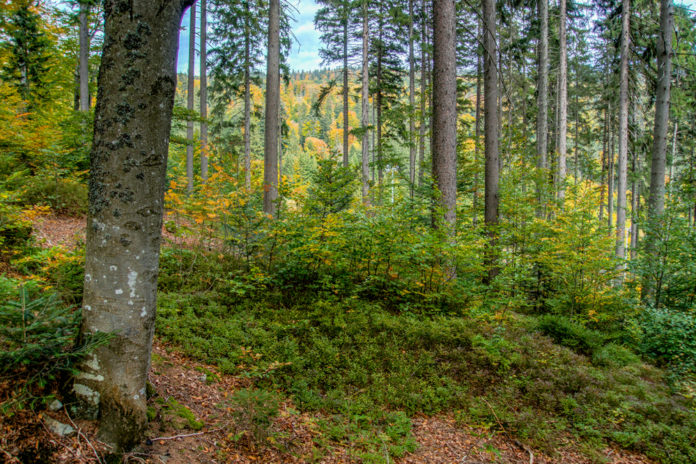 FiTaBuMischwald 17 ID76320(1)