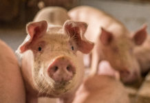 Tiere sollen künftig versicherbar sein