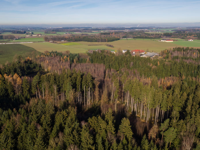 Mischwald Spaetherbst 1 ID85614