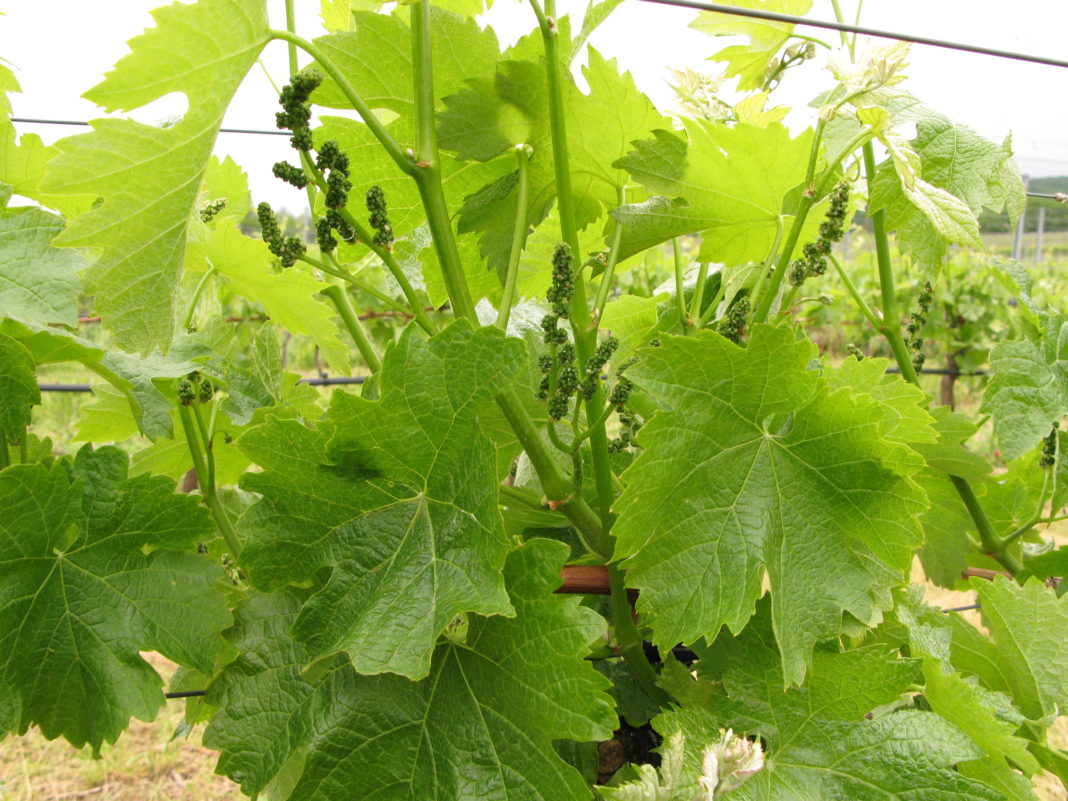 Syngenta