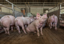 Vollständige Angaben in der Tierliste als Voraussetzung für korrekte Prämienberechnung