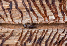 LFI-Farminar “Borkenkäferbekämpfung” am 14. Mai 2018