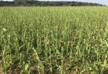 Hagelversicherung: Erste schwere Schäden im April