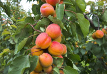 Erwerbsobstanlagen 2017: Anbaufläche für Äpfel rückläufig, erstmals über 1000 Hektar Marillen