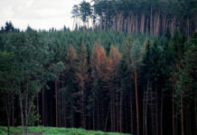 Mit der Wärme kommt der Borkenkäfer