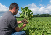 Neonicotinoide – Verbot auf europäischer Ebene beschlossen
