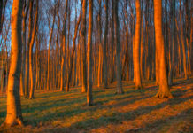 Eingeschleppte Baumschädlinge gefährden die Wälder Europas