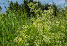 AMA informiert über Grünlanderhaltungspflichten bei ÖPUL-Teilnahme