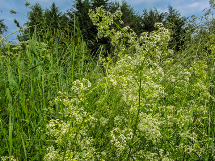 Wiesenlabkraut 1 ID73409