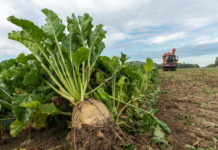 Österreich wird in EU für Neonic-Verbot stimmen