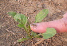 Köstinger und Pernkopf setzen erste Notfallmaßnahme für die Rübenbauern