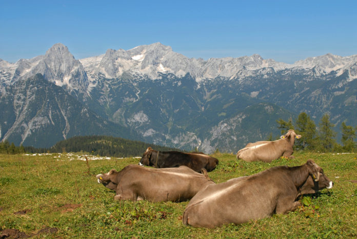 Braunvieh Alm 1 ID44586(1)