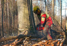Holzeinschlag im Jahr 2017 um 5,3 Prozent gestiegen