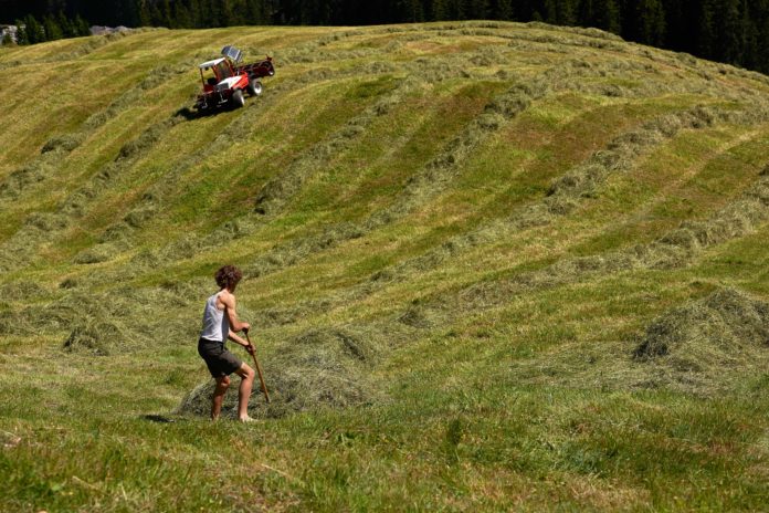 Heueinbringung Im Bergland