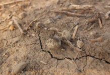 Handlungsmöglichkeiten für die Zuckerrübenproduzenten
