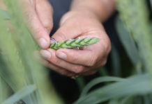 Genschere Crispr/Cas9: Revolution für die Züchtung oder neue Gentechnik?