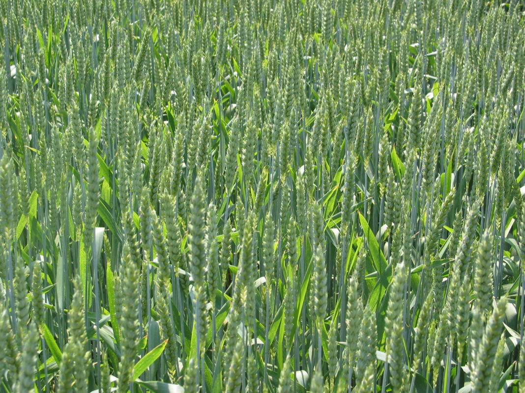 Syngenta