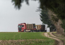 Borkenkäferbekämpfung: Was jetzt gefördert wird