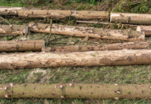 AMA zur Lagerung von Schadholz auf beihilfefähigen Flächen